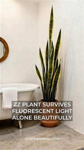 Best Plants for Bathrooms with No Windows | Low-Light Guide