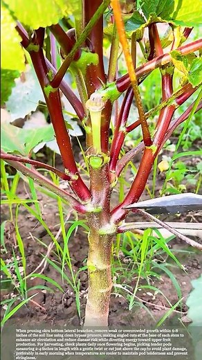 How to Prune Okra