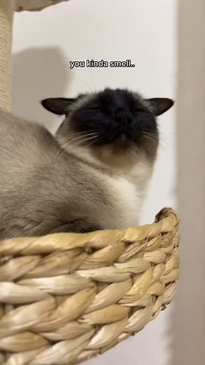 like a ✨baka✨#catsoftiktok #cattok #foryou | You Kinda Smell Like Baka