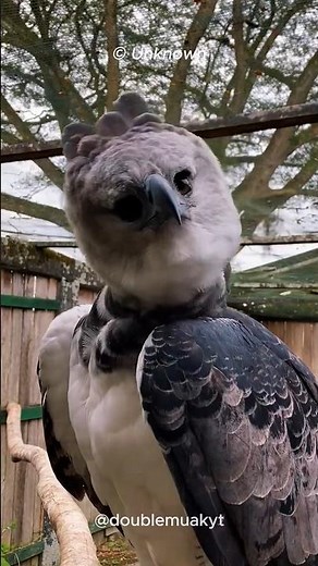 The Harpy Eagle: The Real-Life Monster Bird 🦅