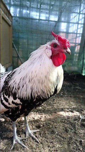 Pianie koguta (Hamburg) #hobby #kura #kogut #zwierzęta #pianie #hamburg #obora #jajko #rolka