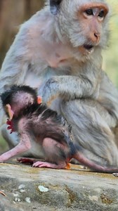 What is baby monkey doing? #monkey | Lovely Monkey