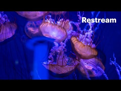 Deep Ocean Ambience • 3D Spatial Audio • 24/7 Sleep Study Relax Meditation