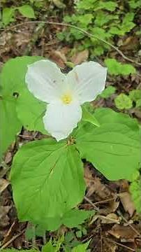 The Secret Life of Ontario’s Icon: The Great White Trillium #canada #nature #plants #trillium #fyp