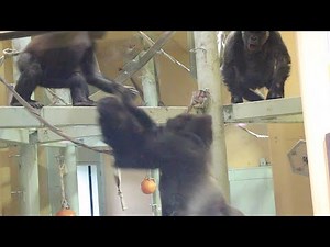 A Silverback Gorilla Protecting His Female | Kyoto Zoo