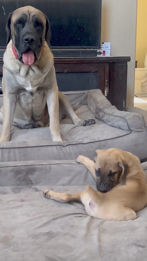 Lucy is available for adoption | AZ Mastiff Rescue