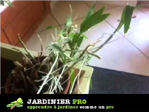 Comment bouturer une orchidée facilement