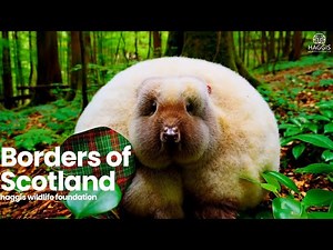 Ancient Scottish Tradition Of Haggis | Wild Haggis