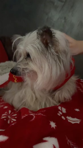 Staré pejsky jsou nejlepší... to víte vy taky? 🐕