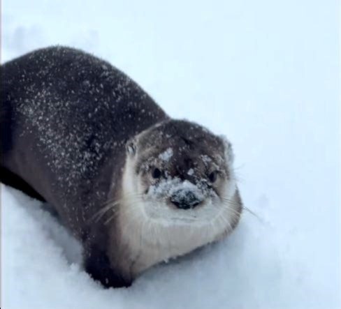 Otter finds a ready-made hole in man's ice-fishing shack