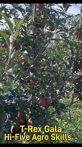 38K views · 1.1K reactions | Compare T-Rex Gala From Italy and T-Rex Gala of Hi-Five Agro Skills. | Hi-Five Agro Skills | Facebook