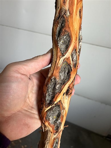 67" Diamond Willow (PHENOMENAL & Rare~you Carve)walking Stick, Cane, Wood CARVING, Twisted Wood, Carving Blank, Colorful - Etsy