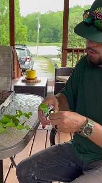 How To Propagate Crape Myrtles Easily & Successfully! #garden #gardening #grow #nursery #plants #fyp