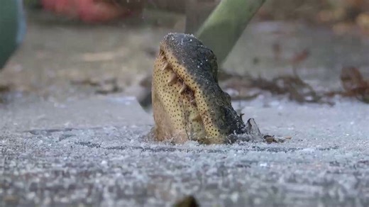 Incredible animals that freeze and revive