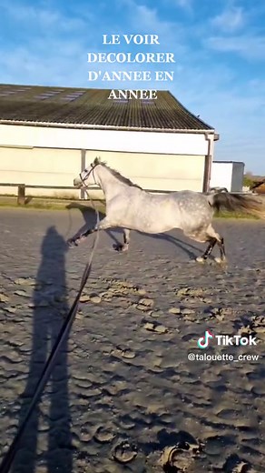 Le Cheval Gris et son Évolution Année après Année