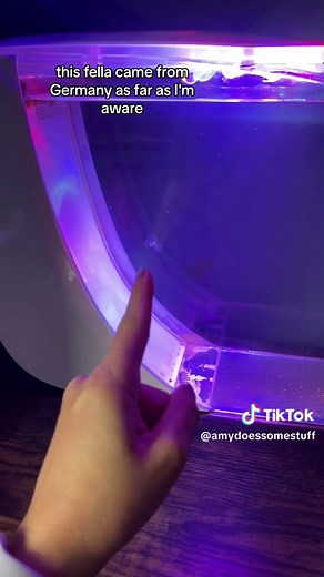 Thistle the Atlantic Sea Nettle: A Stunning Jellyfish in All Her Glory