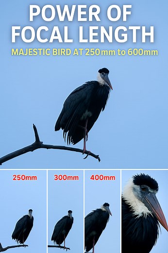 "Power of Focal Length – Majestic Bird at 250mm to 600mm" 🦅🔍📷 A stunning comparison of how different focal lengths (250mm, 300mm, 400mm & 600mm) bring wildlife closer to us. This elegant bird showcases its beauty as the zoom tightens, revealing incredible details from feathers to eyes. Perfect example of why telephoto lenses are a must for wildlife photography! - #WildlifePhotography #BirdPhotography #TelephotoLens #600mmShot #NatureLovers #BirdWatching #ZoomTest #PhotographySkills #NatureBri