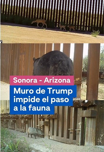 Impacto del muro de Trump en la fauna