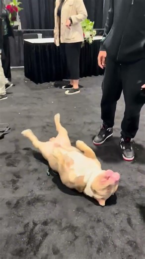 What we want him to do vs what he wants 🤣 #americanbully #dog @theBullyPham