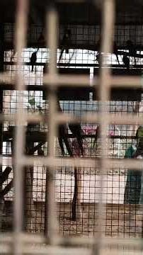 A Sudden Visit to see some Incredible Creatures of the Mother 🌎#zoo #wildlife #trendingshorts #viral