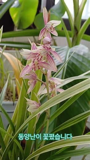 동양난이 꽃폈습니다 #베란다가드닝 #plants #베란다정원 #화초관리 #식물 #동양란 #난초키우기 #난초관리