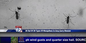 28 types of mosquitoes in Augusta, 26 of those types carry a disease