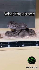 203K views · 1.6K reactions | What the atrox?! 樂❓#venomislife #kyreptilezoo #snakes #venomoussnakes #reptiles #venomous | Kentucky Reptile Zoo | Facebook