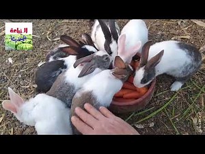 تربيه الارانب فى البيت فوائد واضرار الجزر للارانب
