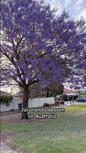 Jacaranda is blooming all over Australia 💜
