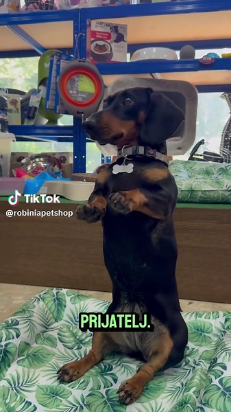 Voleli bismo da čujemo i tvoju priču. 🐾❤️ #robiniapet #robiniapetshop #fyp #zatebe #zatebestrana #kucniljubimci #srpskitiktok #petshop #petshopsrbija #kucniljubimcisrbija #psisrbija