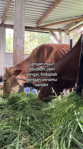 #jualbelisapi #tigaputrafarm