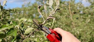 Removing Black Mildew on Plants | DoItYourself.com