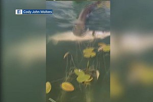 16K views · 162 reactions | MUSKIE VS. NORTHERN: A kayaker in West Fargo captured a weird wildlife moment of a muskie swimming to the surface with a northern in its mouth. The video has gone viral with more than 10 million views, but the lake's location remains a mystery. | KSTP-TV | Facebook
