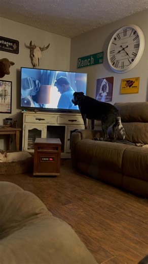 8.1K views · 43 reactions | We watching Tracker, and he’s into it real good….. | Robb Wilson | Facebook