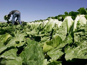 CDC: Leafy greens top food poisoning source