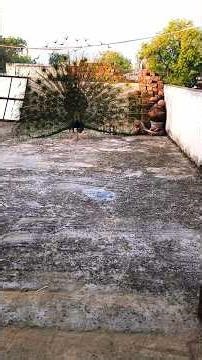 Peacock Dancing on the Roof — 2 Minutes of Magic 🦚✨