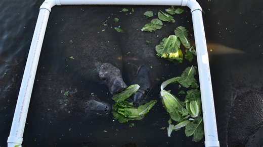 Manatee lettuce feeding trial continues to see success off Florida's east coast