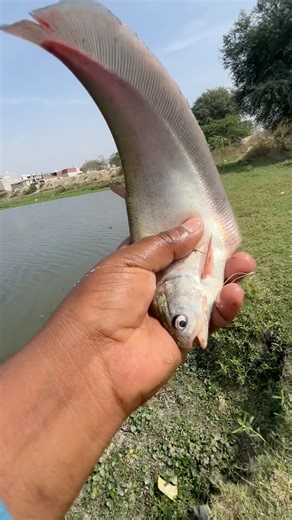 ✅ Kind Fisherman Saves a Small Fish and Lets It Go! 🐟#shorts #sea #hugefish #viral #fish #fishing