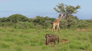 56K views · 1K reactions | Breeding herd of wildebeests, zebras and giraffe grazing together #reelsviral #reels #trend #video #travel #AmaZing #viral #life #trending #Wow #wildlife #nature | African Bush Kingdom | Facebook