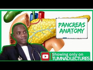 Human Anatomy Pancreas Overview