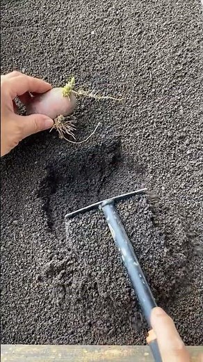 ​🥔🌱 Manual Planting of Sprouted Sweet Potato Seedling Using a Small Garden Rake #shorts