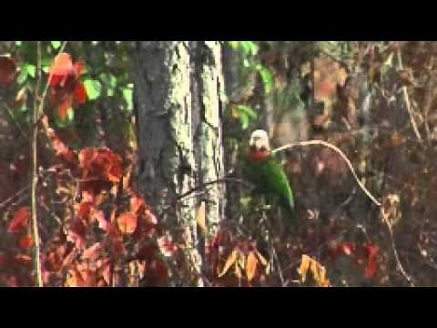 Bahama Parrots Documentary