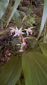 Jim Greenstein on Reels