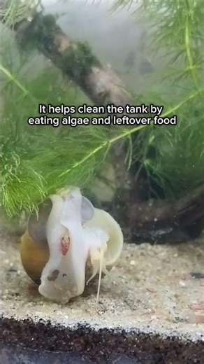 I added a snail to Nemo’s tank