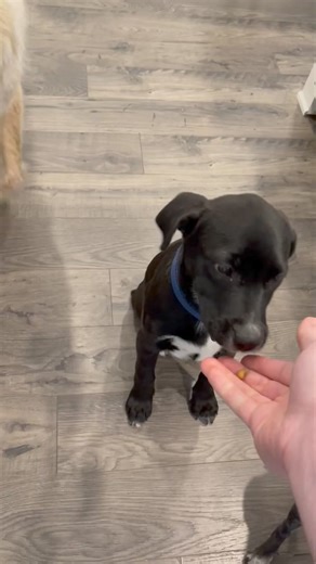 2.7K views · 29 reactions | It’s Trick Tuesday! Show us some of your dog’s favorite tricks in the comments below!  Sunni and Taft would like to show you that they are experts at learning new tricks, for some treats of course! It only took them one day to master sit, and we are so proud of them! To meet Sunni or Taft in their foster home, please apply to mountainpetrescue.org | Mountain Pet Rescue | Facebook