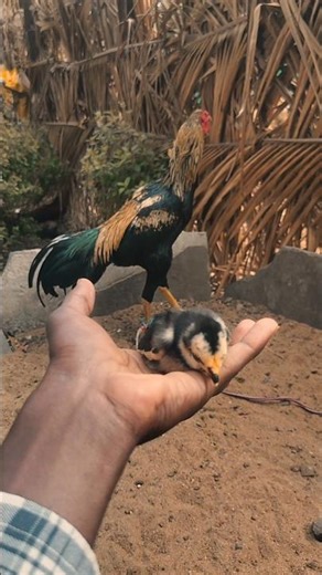 Pride bonding #pride #bonding #viralvideo #trendingshorts #popular #slfarms