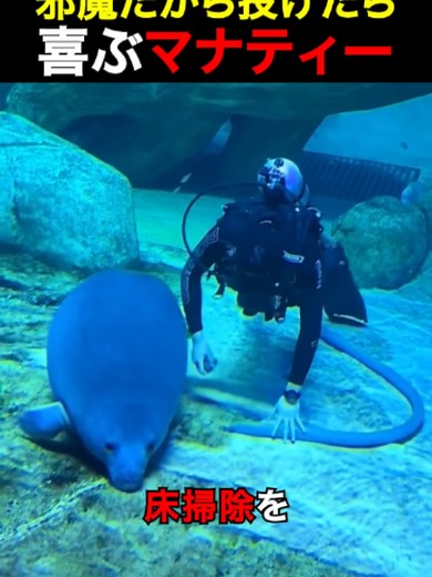 マナティーが掃除の邪魔！投げたら喜ぶ癒し動画