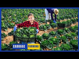Profitable Cabbage Planting Growing and Harvesting