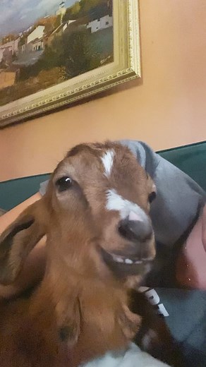 10K views · 930 reactions | Just ruminating  Nigel is now 6 weeks...