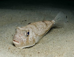 Japan’s Pufferfish Build Stunning Underwater Sand Circles